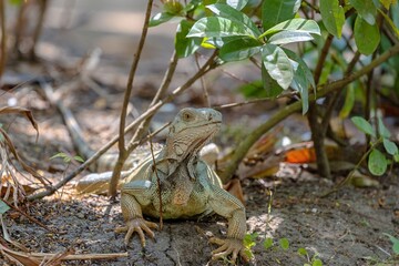Green iguana on the ground in the wild of Colombia