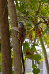 White-footed tamarin in the wilderness of Colombia
