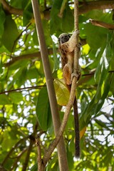 White-footed tamarin in the wilderness of Colombia