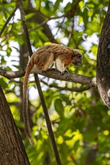 White-footed tamarin in the wilderness of Colombia