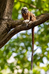 White-footed tamarin in the wilderness of Colombia