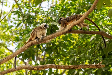 White-footed tamarins on a brach in the wilderness of Colombia