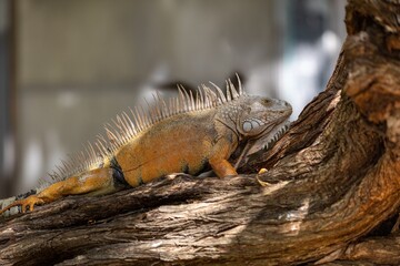 Green iguana climbing on a tree in centenario park in Cartagena de Indias, Colombia
