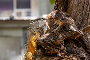 Green iguana and yellow-headed caracara together on a tree in centenarion park in Cartagena de Indias