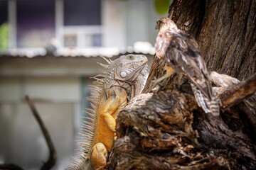 Green iguana and yellow-headed caracara together on a tree in centenarion park in Cartagena de Indias