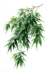 Obraz premium Lush bamboo leaves cascade gracefully against a pristine white background.
