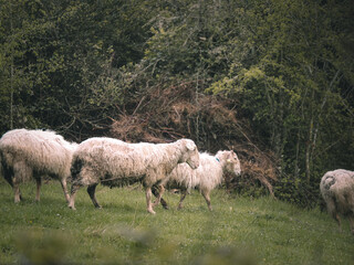 Flock of sheep grazing in countryside