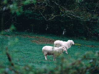 Two sheep standing on meadow