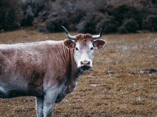 Brown cow with horns in field