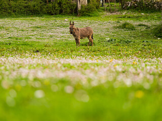 Donkey standing in green field