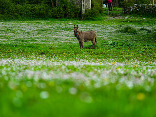 Donkey in countryside meadow