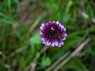 Top view of purple orchid flower