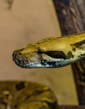 Close-up of a vibrant python in a natural habitat