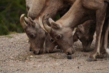 Bighorn Sheep