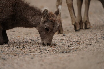 Bighorn Sheep