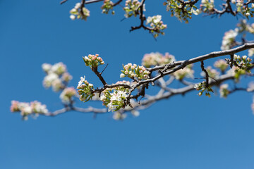 White flowers start blooming in the spring.