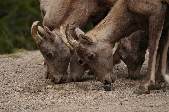 Bighorn Sheep