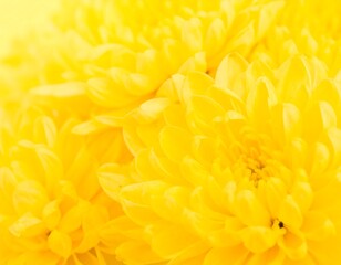 Close-up of vibrant yellow chrysanthemum blossoms