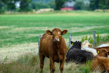A brown cow with ear tags gazes directly at the viewer in a lush green field. Other cows are seen relaxed in the background under a clear blue sky