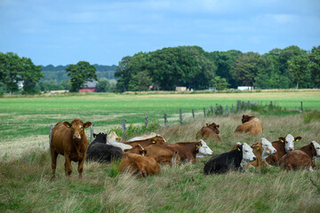 A group of cows are resting in a lush green pasture, enjoying the sun and calm atmosphere, with trees and fields surrounding them on a beautiful day