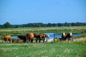 A herd of cows relaxes near a calm water body surrounded by lush green fields. The clear blue sky enhances the tranquil rural atmosphere and showcases nature's beauty
