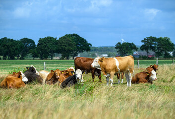 A group of cows are resting in a lush green pasture, enjoying the sun and calm atmosphere, with trees and fields surrounding them on a beautiful day