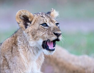 Fototapeta premium Close-up of a young lion cub