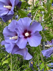 Purple hibiscus blooms and green foliage
