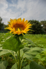 Bright Sunflower Blooming in Korean Countryside Field