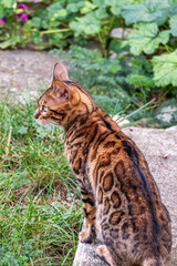 Bengal cat with piercing gaze sits gracefully on a stone path, surrounded by lush greenery, embodying the elegance and agility of a skilled hunter in a domestic setting