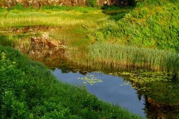 Obraz premium Reeds and Water Lilies on Pond