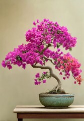 A vibrant magenta bougainvillea bonsai, flourishing in a muted teal ceramic pot, sits on a light-toned wooden surface against a pale beige backdrop.
