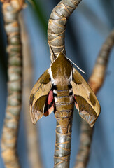 Hyles euphorbiae, the spurge hawk-moth, is a European moth of the family Sphingidae. Male. A butterfly on a branch.