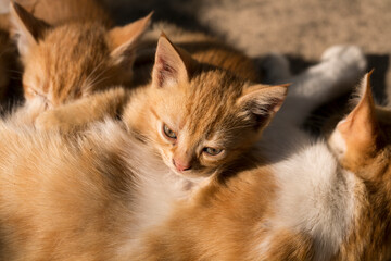 A family of red cats. A mother cat feeds kittens with breast milk.