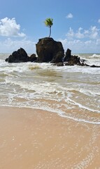 Coconut on the Seaside Rock