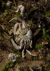 Liocarcinus depurator (Portunus plicatus), sometimes called the harbour crab, or sandy swimming crab. The fauna of the Black Sea. Dead animals.