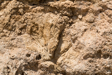 Fossil corals of the Red Sea. Ancient creatures, turned into stone. Reef corals.
