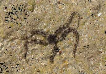 Ophiocoma scolopendrina in its natural habitat. African fauna of the Red Sea.