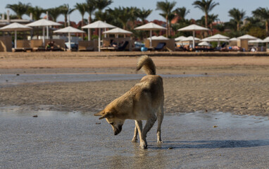 Egypt. Red wild dogs on the shore of the red sea. The animal catches fish at low tide. The hunting skills of a predator.