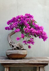 A vibrant purple bougainvillea bonsai sits gracefully in a rustic pot on a weathered wooden table against a light gray wall.