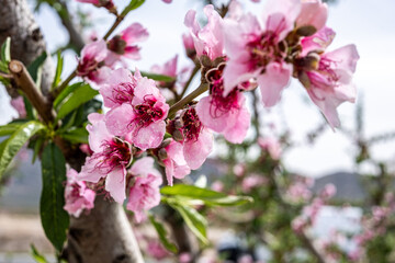 Spain, almond tree blooming with vibrant pink flowers in a serene alley, showcasing the beauty of nature during spring season, perfect for seasonal themes and floral concepts