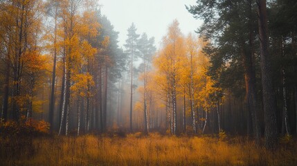 Fototapeta premium Misty autumn forest with golden foliage