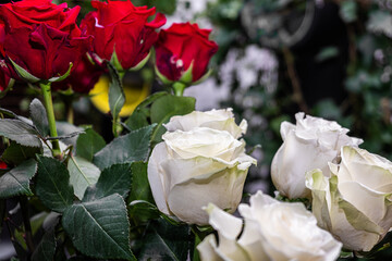 Beautiful arrangement of red and white roses with lush green leaves, symbolizing love and purity, perfect for celebrations and heartfelt gifts with copy space