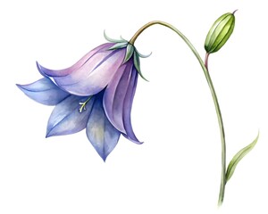 Watercolor illustration of a bluebell flower isolated on white background, botanical art