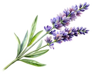 Naklejka premium Delicate watercolor painting of a lavender sprig, isolated on white background for design use