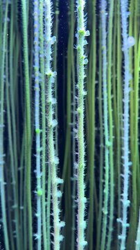 Vertical macro view of tall aquatic plants standing underwater, gentle light rays filtering through, calm natural background