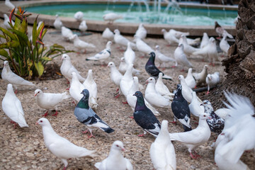 Obraz premium Pigeons gathered around a refreshing water fountain, enjoying the summer heat while cooling off in the vibrant atmosphere, creating a lively scene of relaxation and nature