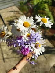 Obraz premium A hand holds a fresh, vibrant bouquet of daisies and purple phlox in the sunlight, capturing the simple joy of summer and the beauty of a garden