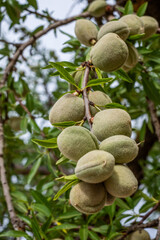 Spain, Benidorm, almond tree branch showcasing clusters of green, fuzzy nuts surrounded by vibrant leaves, symbolizing the beauty of nature and the harvest season