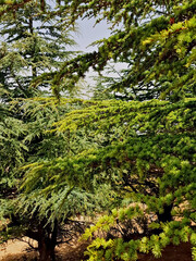 1821 meters in the mountains of northwest of Morocco, in Hafat Zeltan, the scene of Cedrus Atlantica, the Atlantic rice that also blankets the Atlas Mountains.